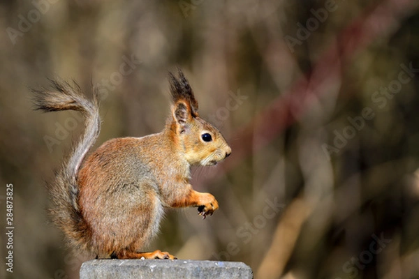 Obraz Red Squirrel