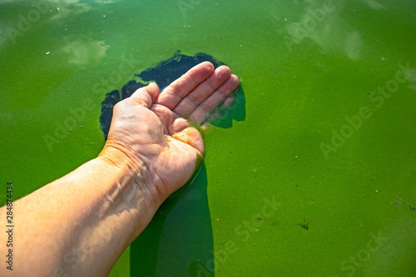 Obraz Human hand polluted with blue-green algae. Water pollution by blooming Cyanobacteria is world environmental problem. Ecology concept of polluted nature.