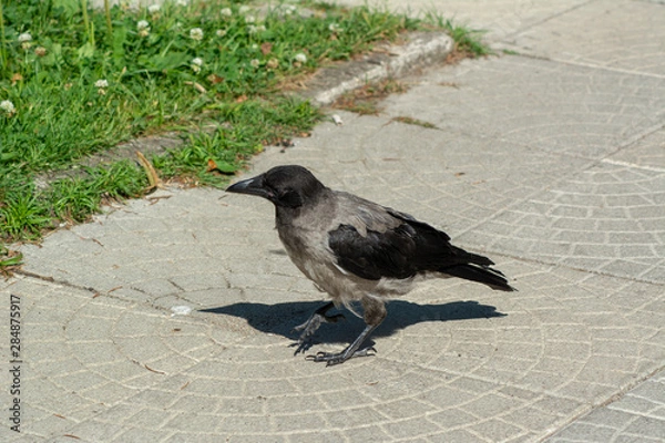 Fototapeta big gray black crow with bread