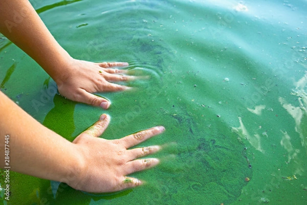 Fototapeta Child hand and blue-green algae. Water pollution by blooming Cyanobacteria is world environmental problem. Ecology concept of polluted nature.