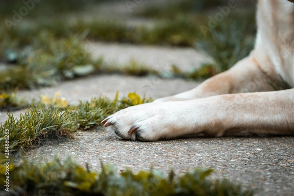 Obraz Dog Paw On Ground