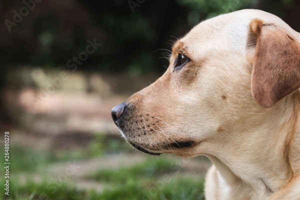 Obraz labrador dog side profile 