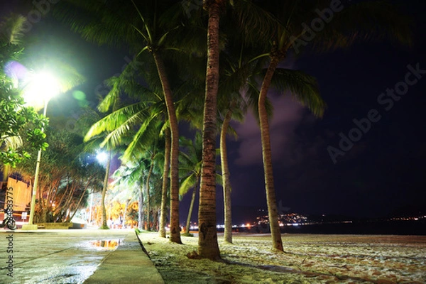 Fototapeta coconut tree