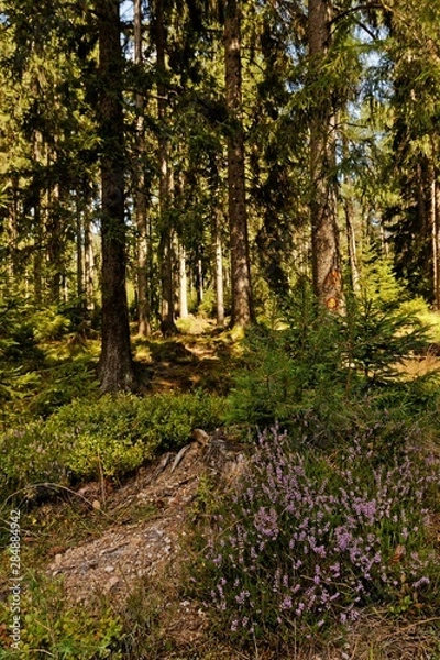 Obraz landscape in the thuringian forest near Georgenthal