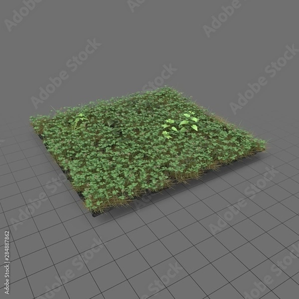 Obraz Łąka koniczyny