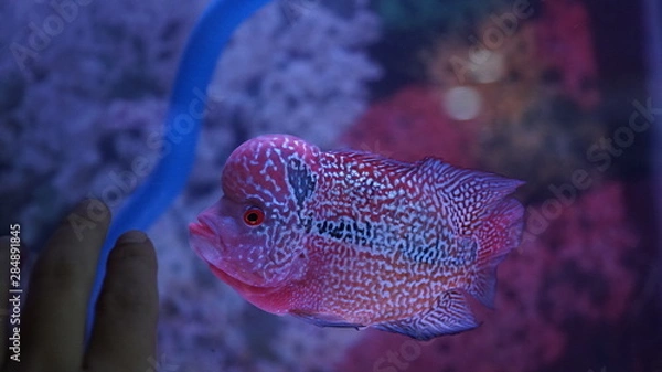 Obraz flowerhorn louhan fish