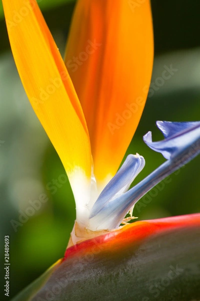 Fototapeta Strelitzia_002