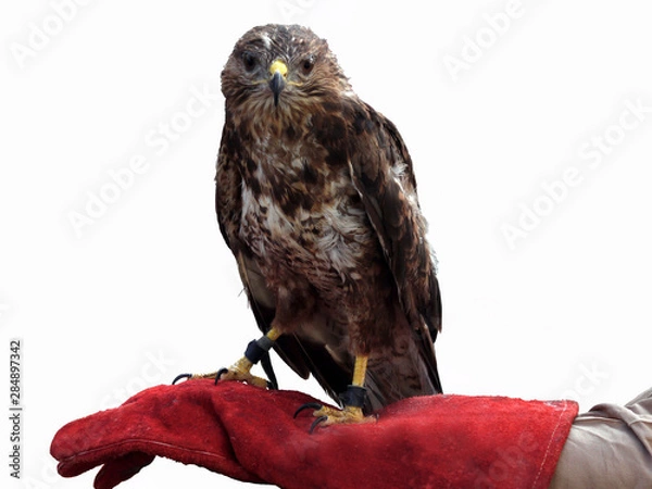 Fototapeta Photo of a vulture bird isolated on a white background.