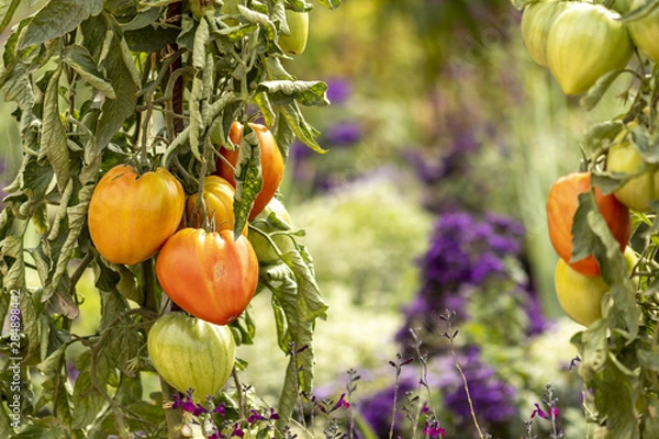 Fototapeta Tomates qui poussent dans un magnifique jardin