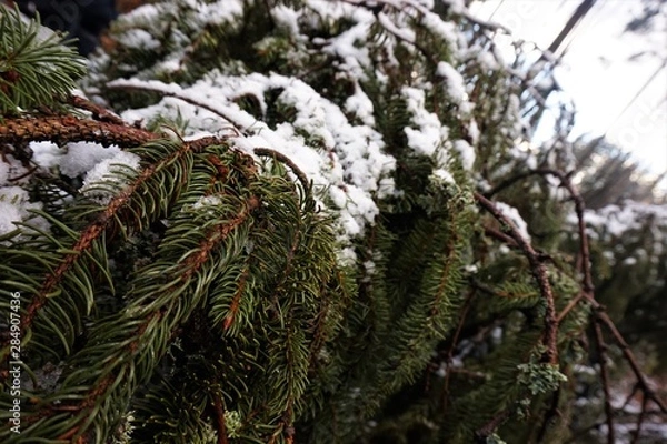 Obraz iglak pod śniegiem