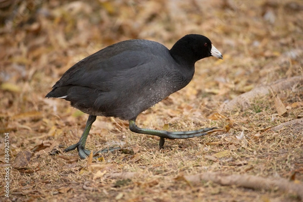 Obraz American Coot running on shore in marsh