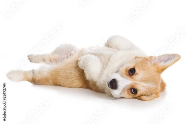 Obraz Corgi puppy on white background