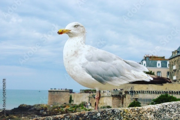 Obraz seagull on post