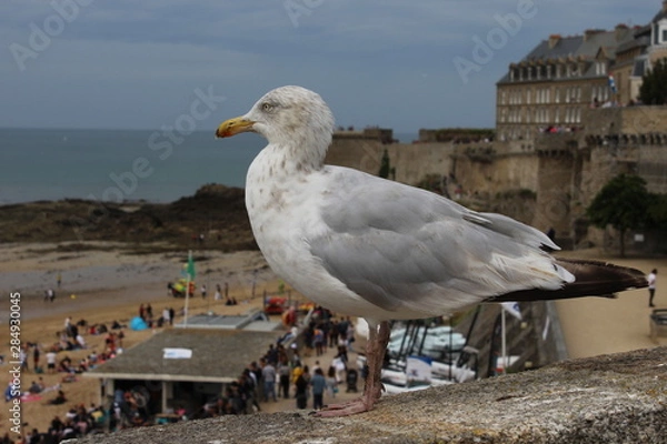 Obraz seagull on the beach