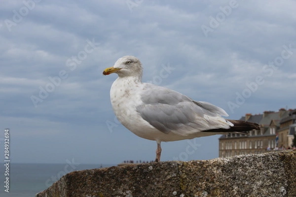 Obraz seagull on rock
