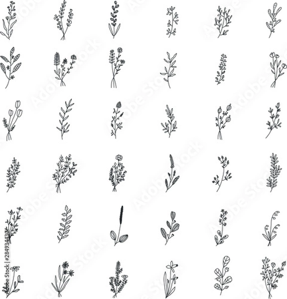 Fototapeta Floral and herbal set. Graphic collection with fantasy field herbs. Hand drawn elements. Botanical elements for design on a white background. Sketch of branch, foliage,leaves, berries