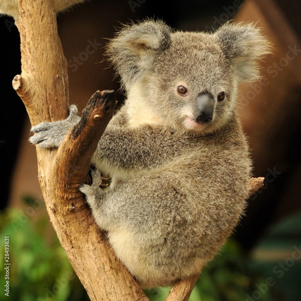 Obraz Koala Joey siedzi na gałęzi