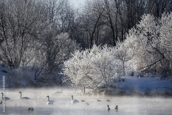 Obraz View of the winter lake with swans. "Lebedinyj" Swan Nature Reserve, "Svetloye" lake, Urozhaynoye Village, Sovetsky District, Altai region, Russia