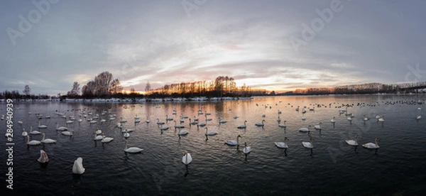 Obraz View of the winter lake with swans. "Lebedinyj" Swan Nature Reserve, "Svetloye" lake, Urozhaynoye Village, Sovetsky District, Altai region, Russia
