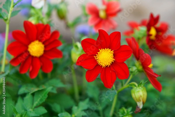 Obraz Mignon red dahlia flower on a personal plot. Close-up. Shallow depth of field