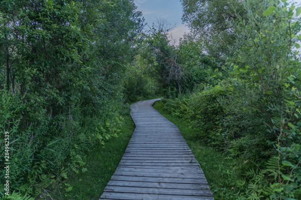 Fototapeta Walking trail between forest in Nippon, Ottawa, Canada