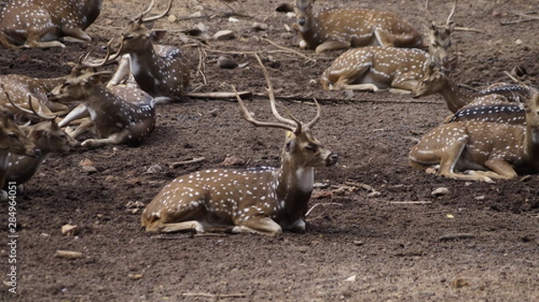 Obraz deer in zoo