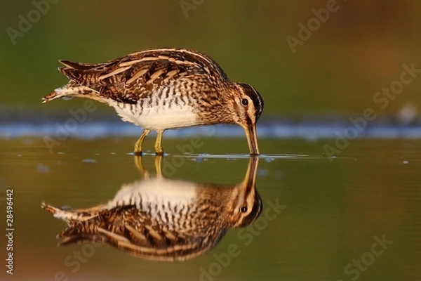 Obraz Common snipe