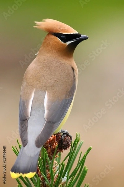 Obraz Cedar waxwing
