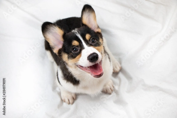 Fototapeta Happy Pembroke Welsh Corgi puppy dog sitting and smiling on white background.