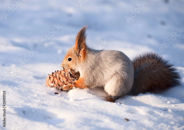 Obraz Squirrel with a cedar cone