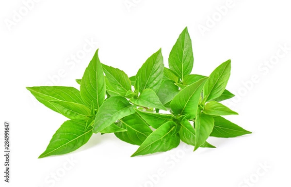 Obraz Fresh basil leaf isolated on white background.