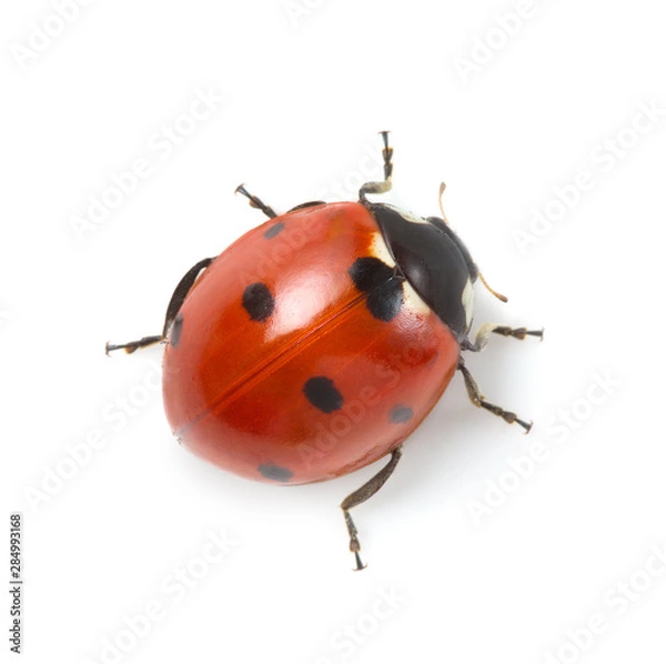 Fototapeta red ladybug on white background