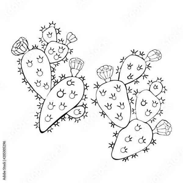 Fototapeta Cactus with colors black and white in the vector. Opuntia. Hand drawn illustration. Vector branch contour of Indian Fig prickly pear, prickly pear cactus isolated on white background.