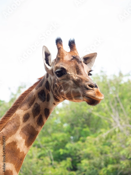Fototapeta The giraffe is the highest animal