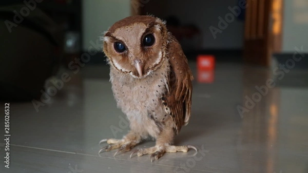 Obraz owl on white background