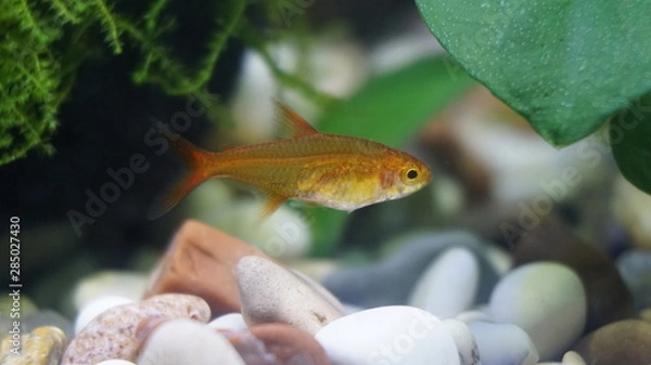 Obraz fish amber tetra