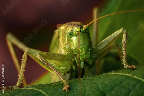 Obraz Garden locust close-up