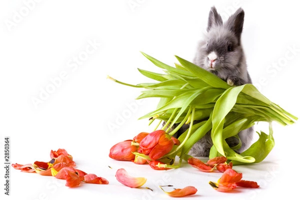 Obraz bunny holding a bouquet of tulips