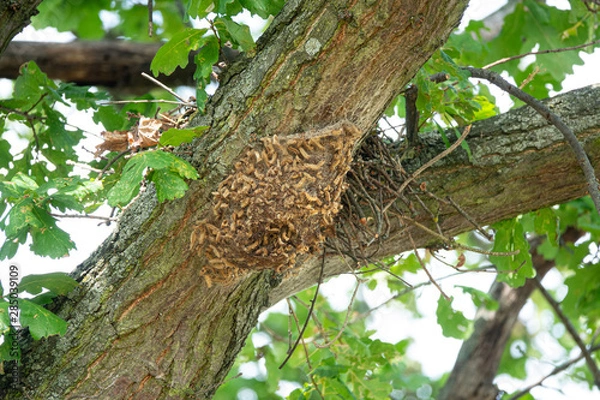 Obraz Eichen-Prozessionsspinner - Gespinnst mit vielen Raupen