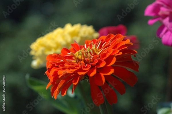 Obraz Zinnias of different colors bloomed in the summer garden
