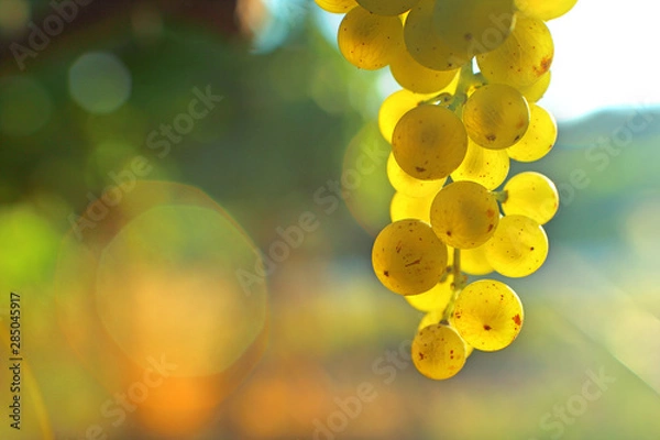 Fototapeta Grappe de raisin blanc transparence bokeh espace pour écrire lumière soleil