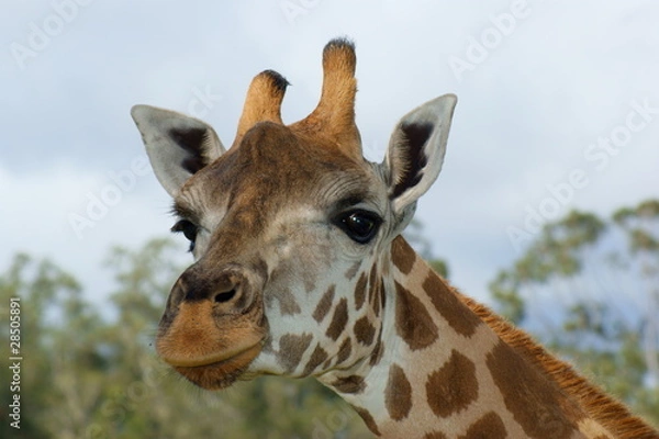 Fototapeta Giraffe