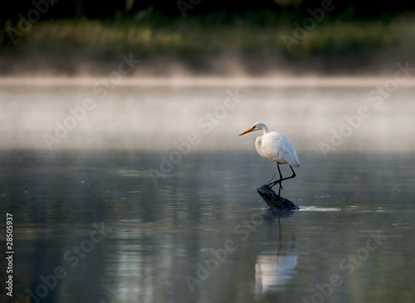 Obraz Heron reflected in the James river while fishing.