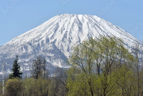 Fototapeta 羊蹄山の春