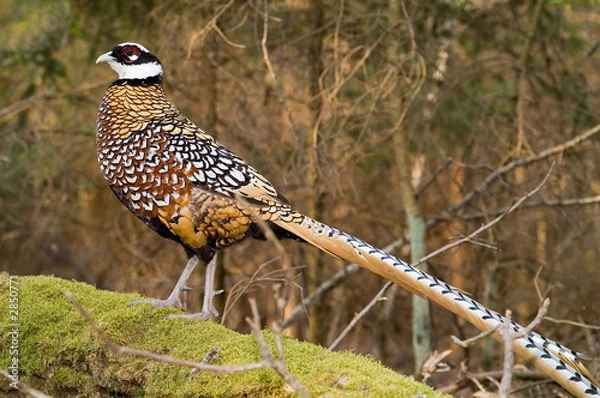 Fototapeta phaesant royal