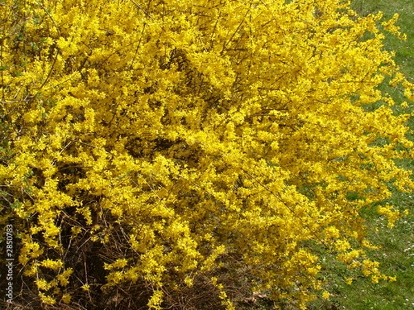 Obraz arbuste en fleurs