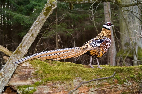 Fototapeta phaesant royal