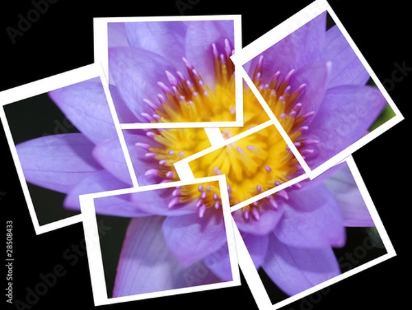 Fototapeta lotus, purple