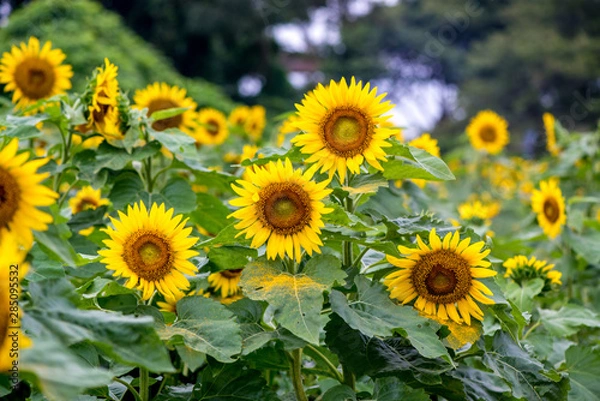Fototapeta 長崎鼻のヒマワリ