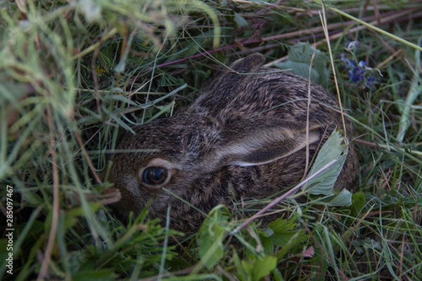 Fototapeta wild rabbit in the grass